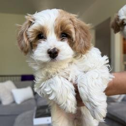 Daisy - Blenheim female Cavapoo puppy in Herriman, Utah from Rosie’s Pups