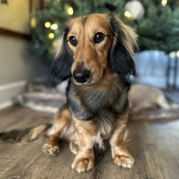 Finn - Dachshund