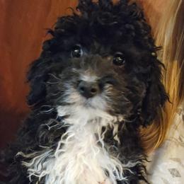 Molly - Black and white female Aussiedoodle puppy in Galena, Illinois from Perry's doodles