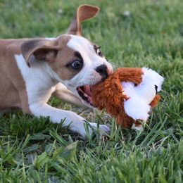 Boxer Puppies from Keims Royal Boxers