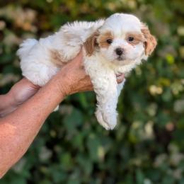 Jessie - Gold and white female Shihpoo puppy in Coshocton, Ohio from Forever Family Puppies