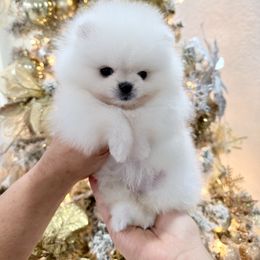 Pomeranian puppies from PupsByNikki