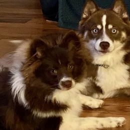 Pomskies from Coleys Canines