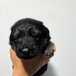 Aang (Red Collar) - Black and red male German Shepherd puppy in Ocala, Florida from Guardian Shepherds