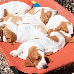 Basset Hounds from Baskins Creek Basset Hounds