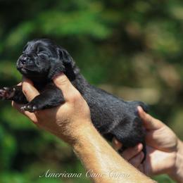 Caro - Black female Cane Corso puppy in Cable, Ohio from Americana Cane Corso
