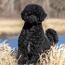 Portuguese Water Dog puppies from Next Generation