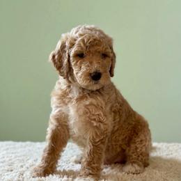 Pickle - AKC - Apricot male Poodle puppy in Haines City, Florida from Noelle Poodles