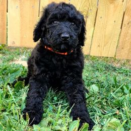 Onyx - Black male Sheepadoodle puppy in Owensville, Missouri from Oak Valley Kennels