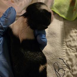 Boy 1 - Red and white male Shih Tzu puppy in Denison, Texas from Lotus Kennels