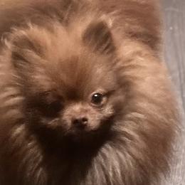 Pomeranians from Bella Bestia Kennels Indiana