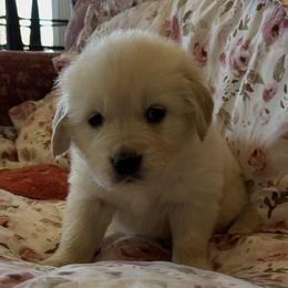Oakley - Light golden female Golden Retriever puppy in Amarillo, Texas from Bluebonnet Goldens
