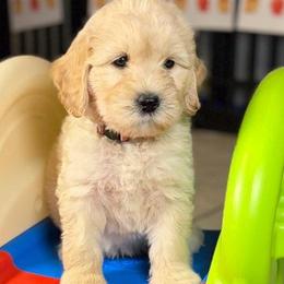 Walnut - Cream male Labradoodle puppy in Anaheim, California from BabySweet Labradoodles