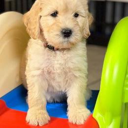 Walnut - Cream male Labradoodle puppy in Anaheim, California from BabySweet Labradoodles