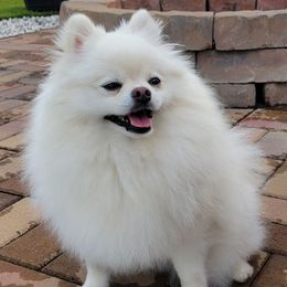 Noelle - Pomeranian