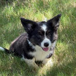 Orion - Black and white male Cardigan Welsh Corgi puppy in San Diego ,Ca, California from SoCal Native Corgis