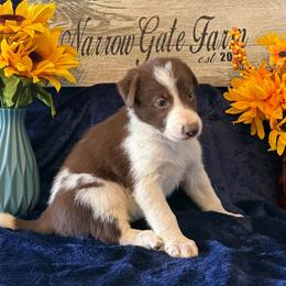 Colt - White and red male Border Collie puppy in Moody, Texas from Narrow Gate Farm
