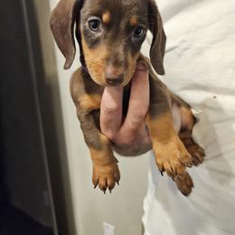 Dachshund Puppies from Wilson's Kennels