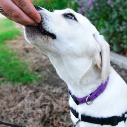 Labrador Retriever Puppies from Nancy's Service Labs