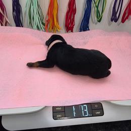 Pink girl - Black and mahogany female Rottweiler puppy in Lebanon, Oregon from SOUTH SANTIAM ROTTWEILERS