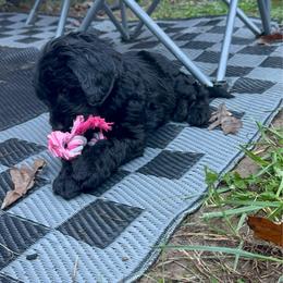 Toph - Black female Goldendoodle puppy in Glen Daniel, West Virginia from Dani’s Doodles