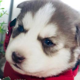 Ember - Red and white female Siberian Husky puppy in Atlanta, Georgia from Lobban Huskies