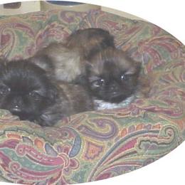 Pekingese Puppies from Deja vu Pekingese EOM-S