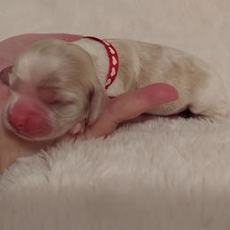 Girl 1 - Red and white Cocker Spaniel puppy in Kountze, Texas from Southeast Texas Cocker Spaniels