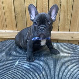 French Bulldog Puppies from Erica's Furbaby French Bullies