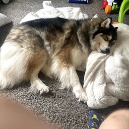 Amara - Sable and white female Siberian Husky puppy in West Liberty, Ohio from Skyfallsiberians