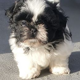 Shih Tzus from Pretty Shih Tzus