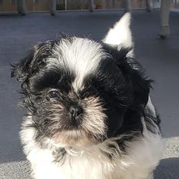 Shih Tzus from Pretty Shih Tzus