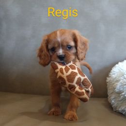 Cavalier King Charles Spaniel Puppies from McMahon's Cavalier King Charles Spaniels