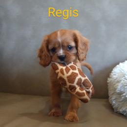 Cavalier King Charles Spaniel Puppies from McMahon's Cavalier King Charles Spaniels