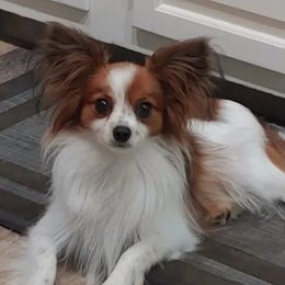 Papillons from Connecticut Papillon