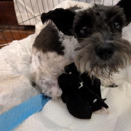 Miniature Schnauzer puppies from Black Star Farm