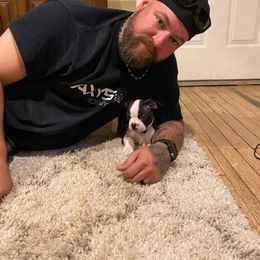 Boston Terrier Puppies from Bonze Boston Terriers