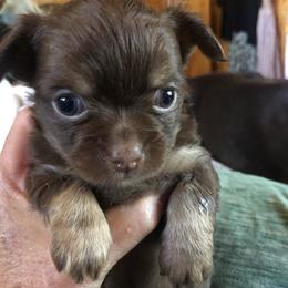 Macy Reese(now - Chocolate female Chihuahua puppy in Amelia, Virginia from Pannell’s Precious Pups