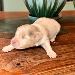 Girl A - Blue merle female Pomeranian puppy in Knoxville, Tennessee from Thea's Puppies