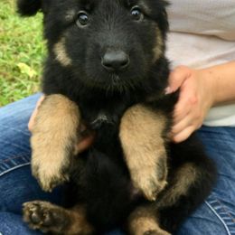 German Shepherd Puppies from Rain's Legacy German Shepherds