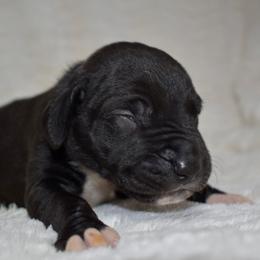Bulleit - Black and white female Great Dane puppy in Chapmansboro, Tennessee from Balthrop Bend Farms