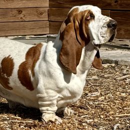 Stefania - Basset Hound