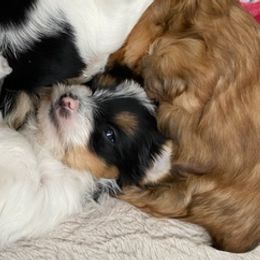 Yorkshire Terriers from McCain's Yorkies
