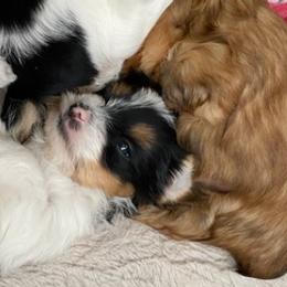 Yorkshire Terriers from McCain's Yorkies