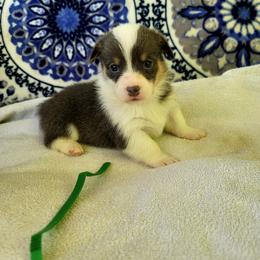 Chili - Blue male Pembroke Welsh Corgi puppy in Aleppo, Pennsylvania from Donna's Corgis