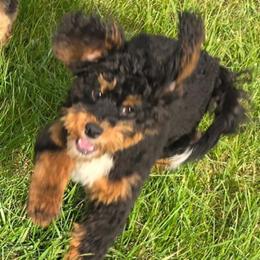 Brando - Black and tan male Cockapoo puppy in Lebanon, Kentucky from Mosaic Merle Doodles