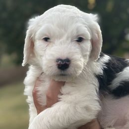 Red Boy - Black and white Sheepadoodle puppy in Bristol, Tennessee from East Tennessee Sheepadoodles