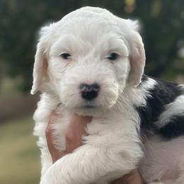 Red Boy - Black and white Sheepadoodle puppy in Bristol, Tennessee from East Tennessee Sheepadoodles