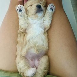 Poodle Puppies from Sun