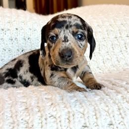 Girl 6 - Dapple female Dachshund puppy in Hollidaysburg, Pennsylvania from Weenie Bros